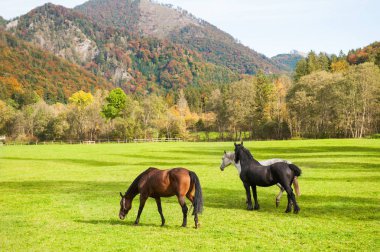 Yeşil alan Avusturya Alpleri'nde ata