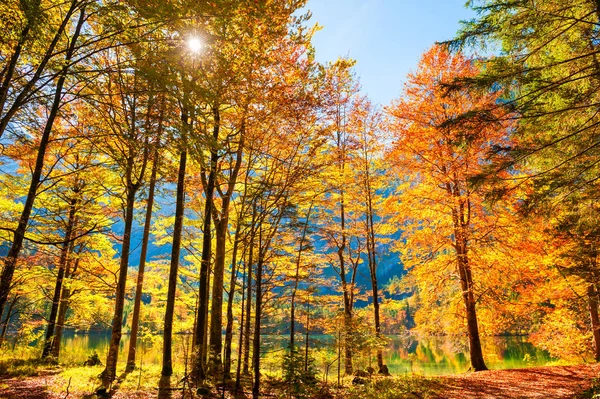 Żółty autumn drzewa na wybrzeżu jeziora w regionie Alpy Austriackie. — Zdjęcie stockowe