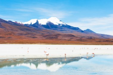 Pembe flamingo Altiplano, Bolivya lagün üzerinde