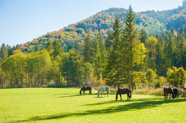 Horses on the green field in Austrian Alps. — Stock Photo, Image