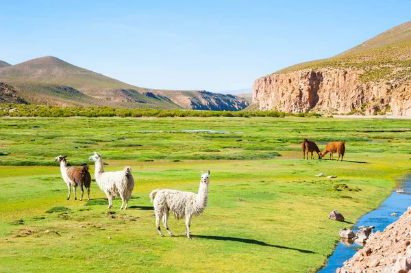 Llama in the Andes mountains, Altiplano, Bolivia. — Stock Photo, Image