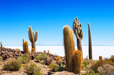 Incahuasi Adası, Salar de Uyuni, Bolivya Kaktüs
