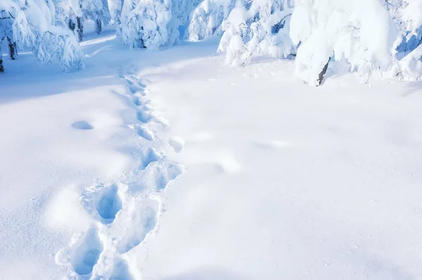 Path in winter forest after snowfall — Stock Photo, Image