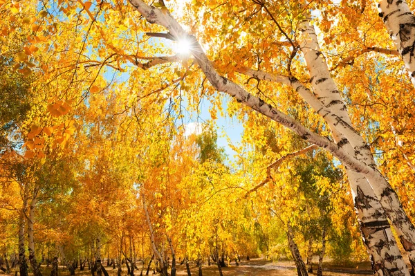 Trees in autumn forest. — Stock Photo, Image