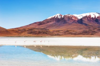 Pembe flamingo Altiplano, Bolivya lagün üzerinde