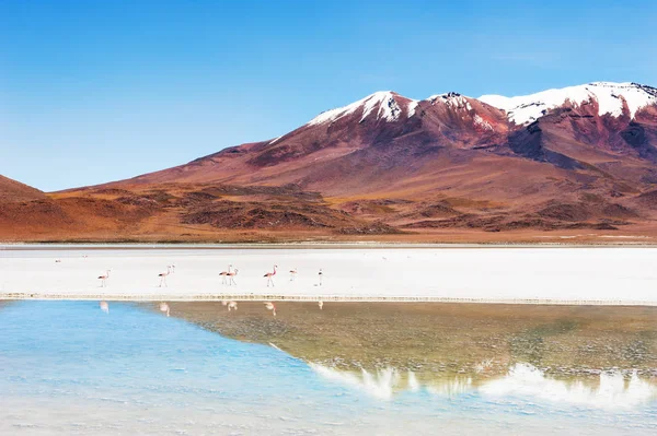 Pink flamingo on the lagoon in Altiplano, Bolivia — Stock Photo, Image