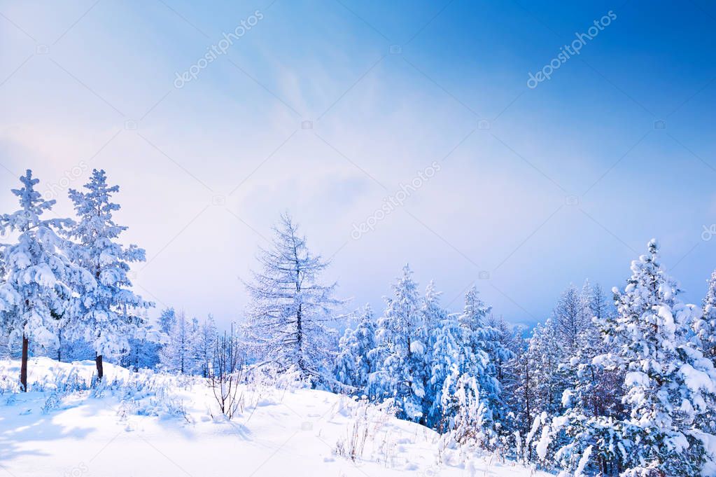 Snow-covered trees in winter forest 