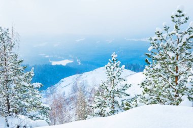 Kış ormandaki ağaçlar karla kaplı 