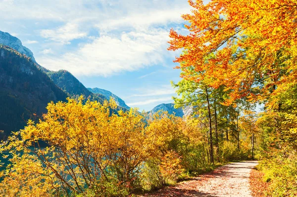 Szlak z żółty autumn drzewa. — Zdjęcie stockowe