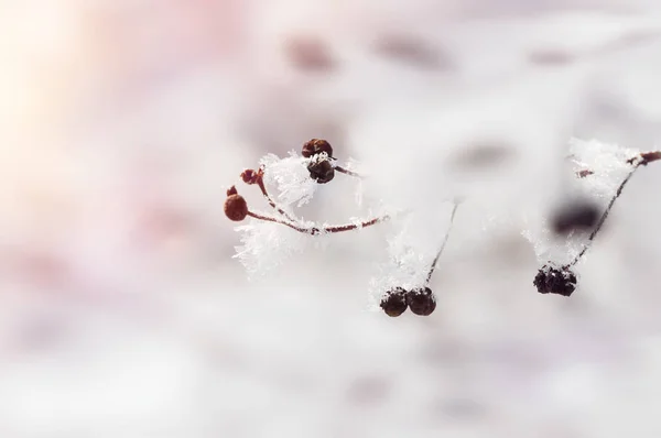 Rijm op de bomen in de winter forest. — Stockfoto