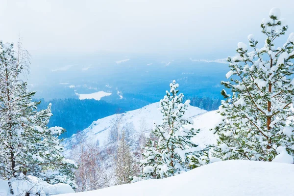 Pokryte śniegiem drzewa w lesie, zimą — Zdjęcie stockowe