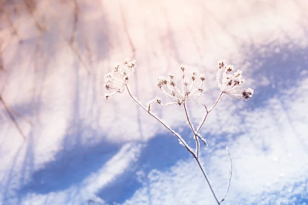 Sneeuw bedekte planten in het bos bij zonsondergang — Stockfoto