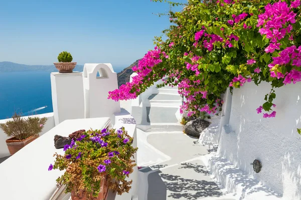 Piękny taras z różowe kwiaty, Wyspa Santorini, Grecja. — Zdjęcie stockowe
