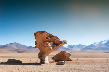 Stone tree in Altiplano, Bolivia clipart