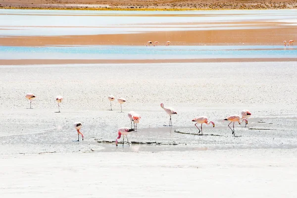 stock image Pink flamingo in Altiplano, Bolivia.