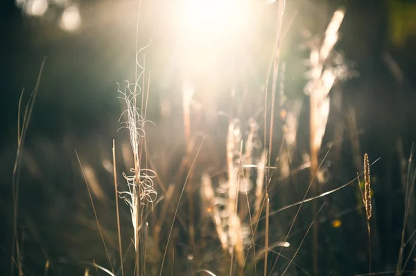 Gramíneas selvagens em uma floresta ao pôr do sol . — Fotografia de Stock