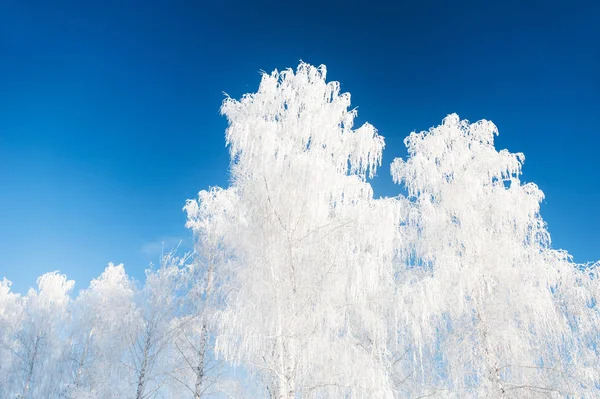 Träd i rimfrosten mot den blå himlen. — Stockfoto