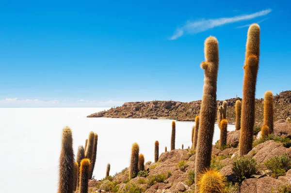 Cactus grandes en Chuquisaca, Bolivia — Foto de Stock