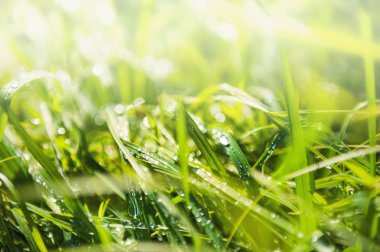 Sabah çiğ ile yeşil çimen