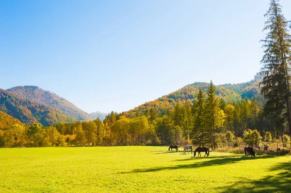 Horses on the green field in Austrian Alps. — Stock Photo, Image