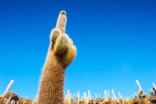 Большой кактус против голубого неба — стоковое фото