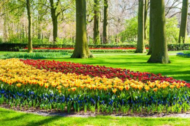 Keukenhof çiçek park Hollanda, Europe