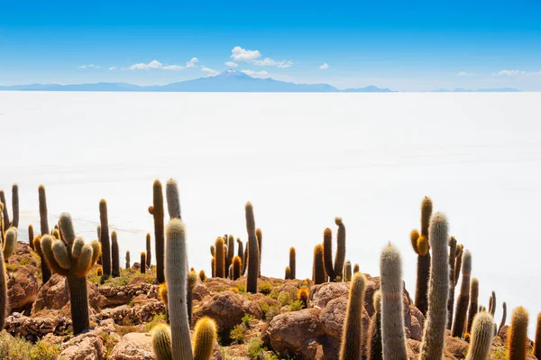 Kaktus v soli plochý Salar de Uyuni, Bolívie — Stock fotografie