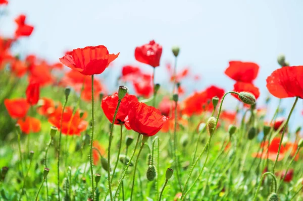 Rode papaver bloemen — Stockfoto