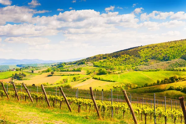 Weinberge in der Toskana, Italien — Stockfoto