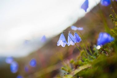 Vahşi bluebells çiçeklenme.