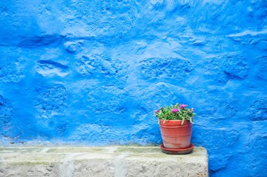 Mavi boyalı duvar ve çiçek toprak kap içinde.