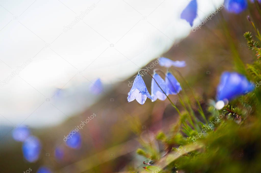 Blooming wild bluebells.