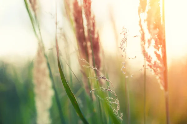 Wild grasses in a forest at sunset. — Stock Photo, Image