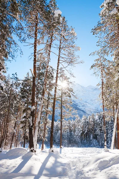 Foresta invernale e montagne nella giornata di sole — Foto Stock