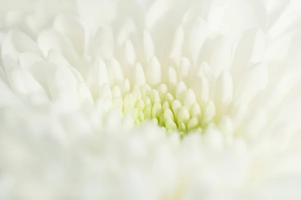 Macro image of white chrysanthemum flower. — Stock Photo, Image