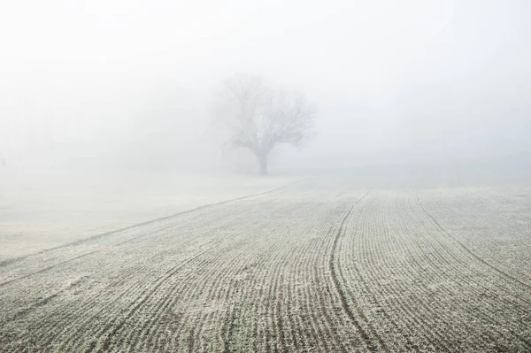 Lonely tree in a field in foggy morning — Stock Photo, Image