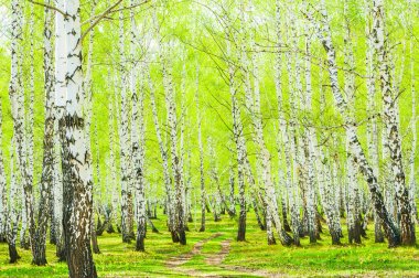 Bahar ormanda huş ağacı. 