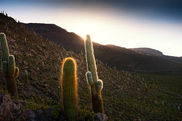 Gran cactus en la montaña al atardecer . — Foto de Stock