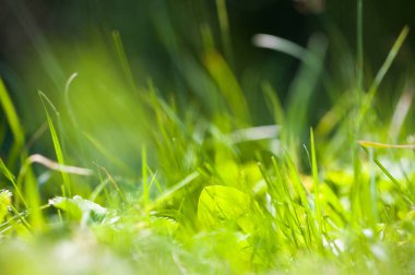 Yaz ormanında yeşil çimenler