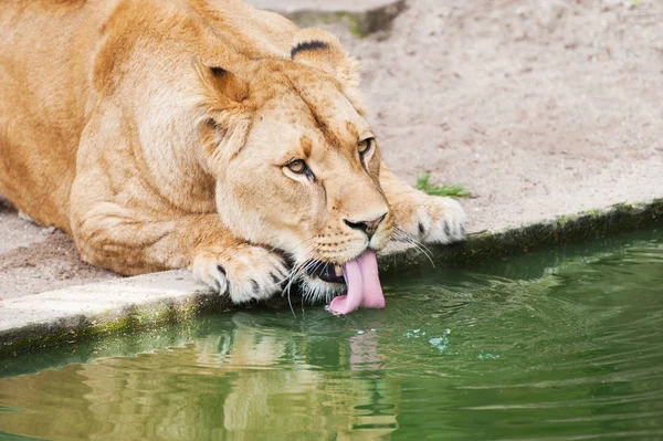 Lioness drinking water. — Stock Photo, Image