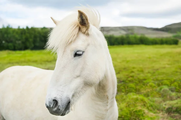 Gyönyörű fehér ló-ra-a zöld mező, Izland. — Stock Fotó