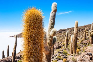 Incahuasi Adası, Salar de Uyuni, Bolivya üzerinde büyük kaktüs