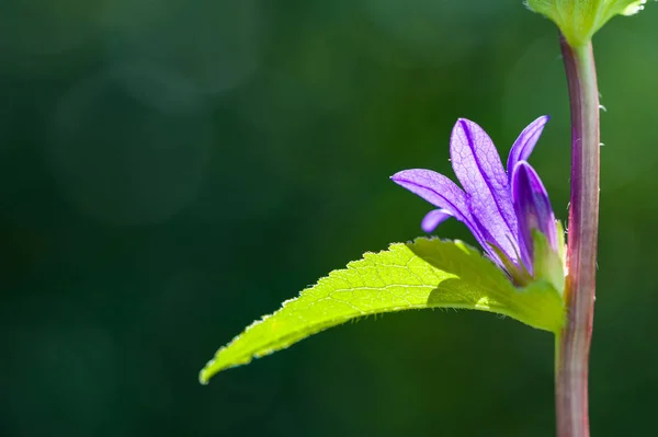 Фіолетовий дзвіночок в літньому лісі . — стокове фото