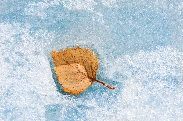 Blue Ice sarı sonbahar yaprağı — Stok fotoğraf