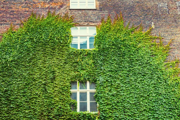 Planta verde na parede de tijolo — Fotografia de Stock