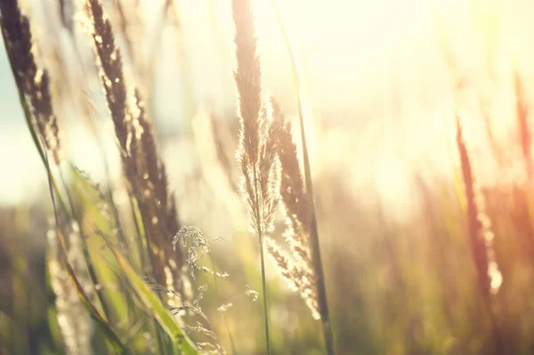 Wilde Gräser auf einem Feld bei Sonnenuntergang. — Stockfoto