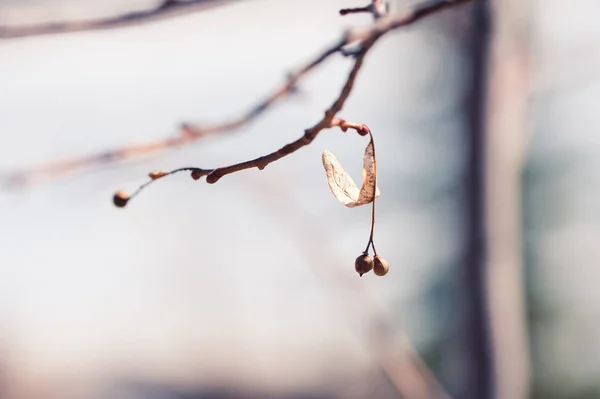 Arbres dans la forêt d'hiver. Image macro, faible profondeur de champ — Photo