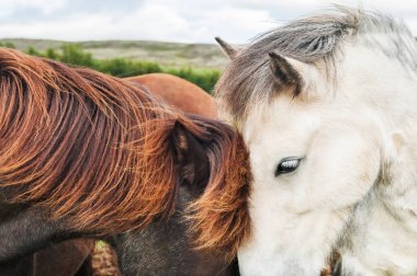 Beyaz ve kahverengi at yakın çekim