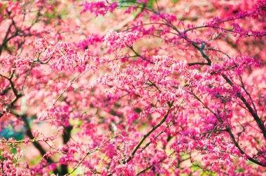 Pembe çiçekli çiçek açan ağaç.