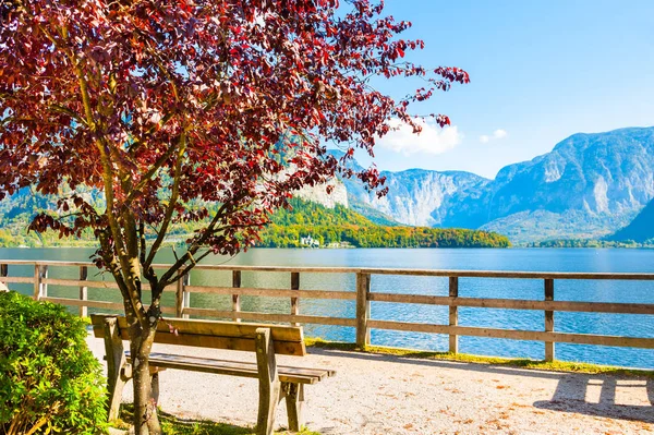 Скамейка и дерево на берегу озера Hallstatter в Hallstatt, Au — стоковое фото